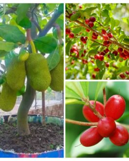 Fruits combo (miracle fruit, Vietnam jack, Barbados cherry)