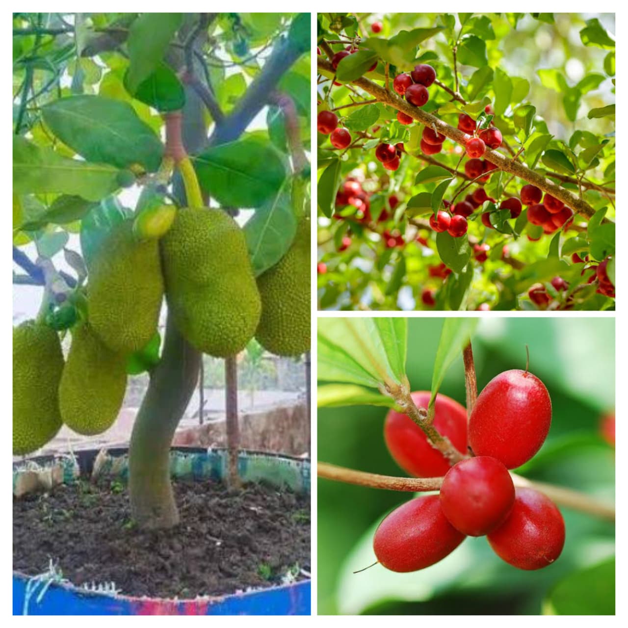 Fruits combo (miracle fruit, Vietnam jack, Barbados cherry)