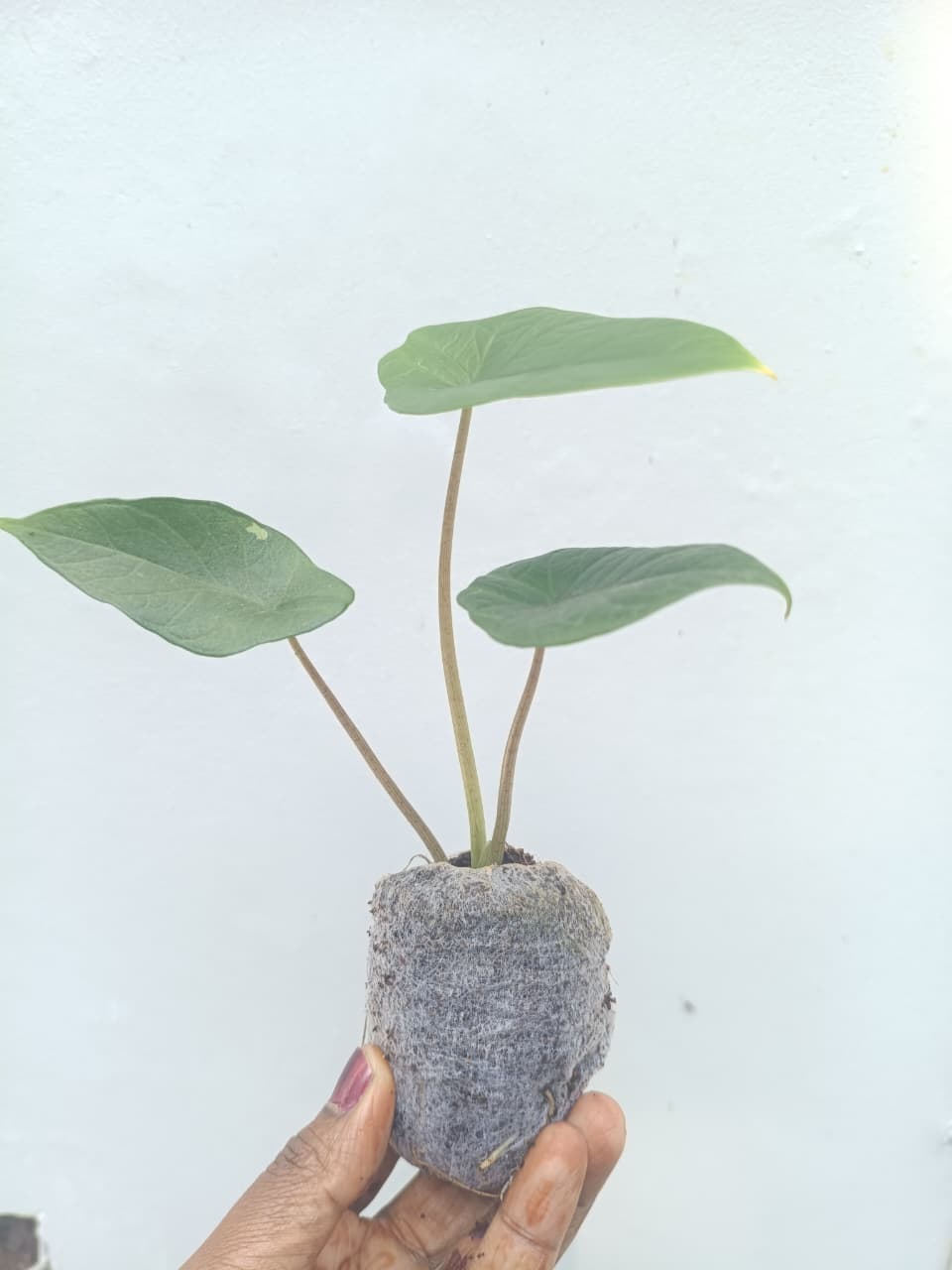 Alocasia Scalprum (small jiffy) - Image 4