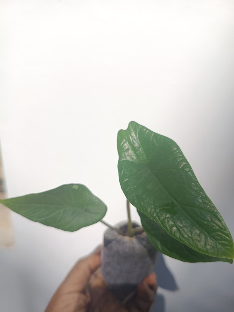 Alocasia Scalprum (small jiffy) - Image 5