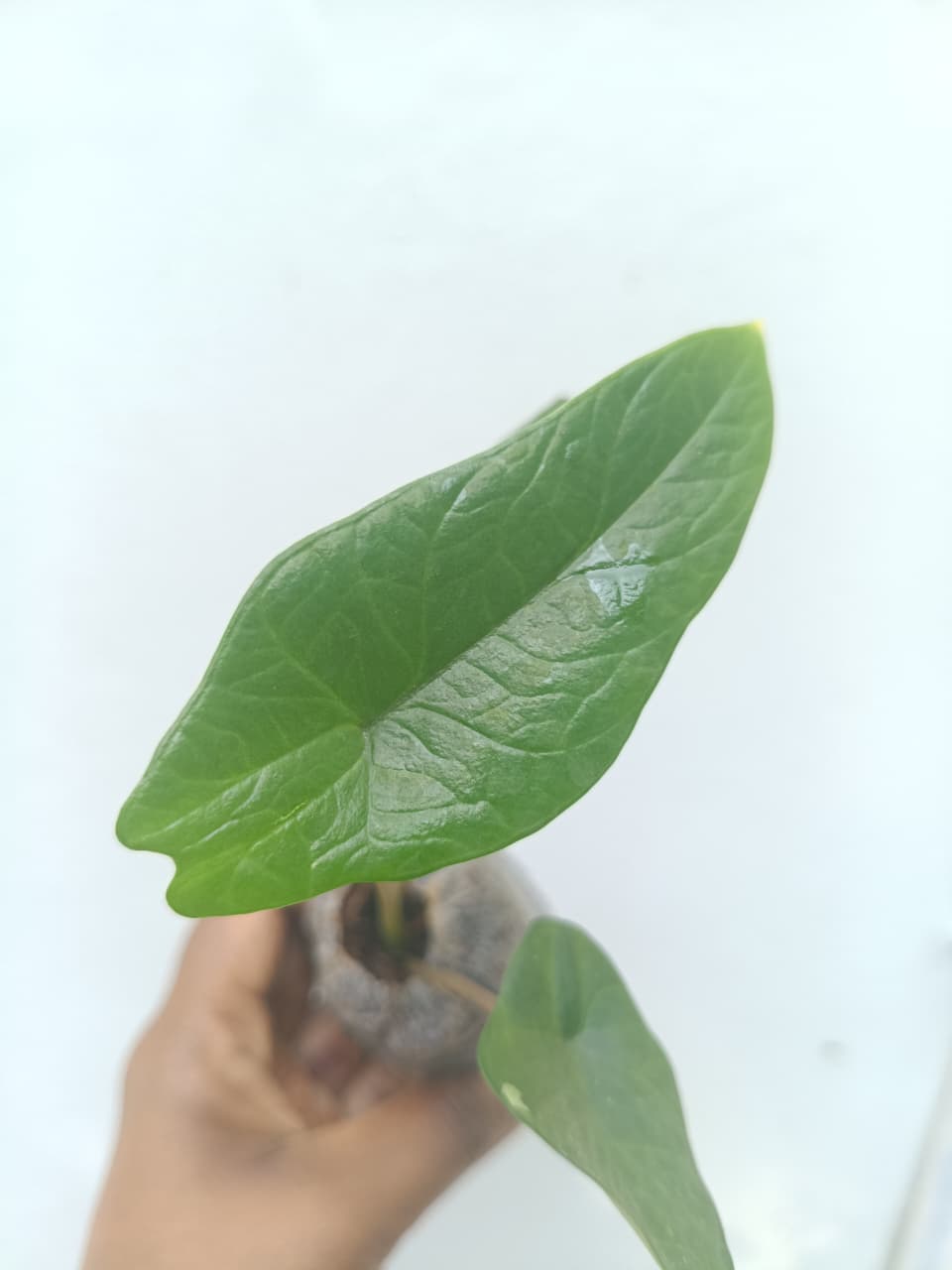 Alocasia Scalprum (small jiffy) - Image 3