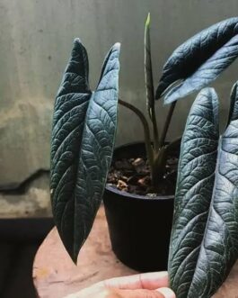 Alocasia Scalprum (small jiffy)