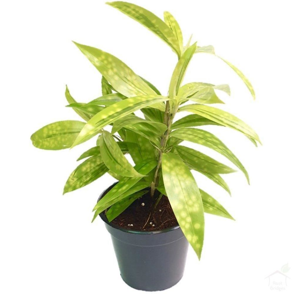 5 plants of Golden milky combo ( medium sized) - Image 2