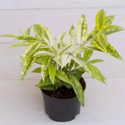 5 plants of Golden milky combo ( medium sized) - Image 3