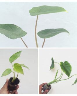 Alocasia combo 1(Cucullata golden, Scalprum, Gigantia California- jiffy sized)