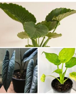 Alocasia combo 1(Cucullata golden, Scalprum, Gigantia California- jiffy sized)