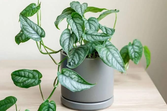 Monstera Siltepecana( Jiffy) - Image 6