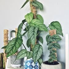 Monstera Siltepecana( Jiffy)