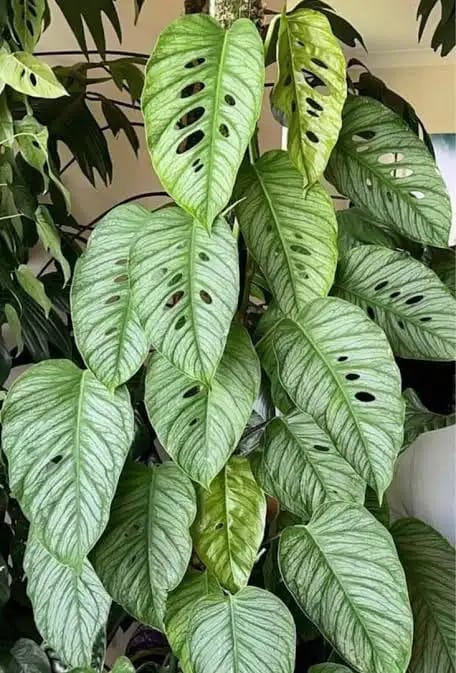 Monstera Siltepecana( Jiffy) - Image 7