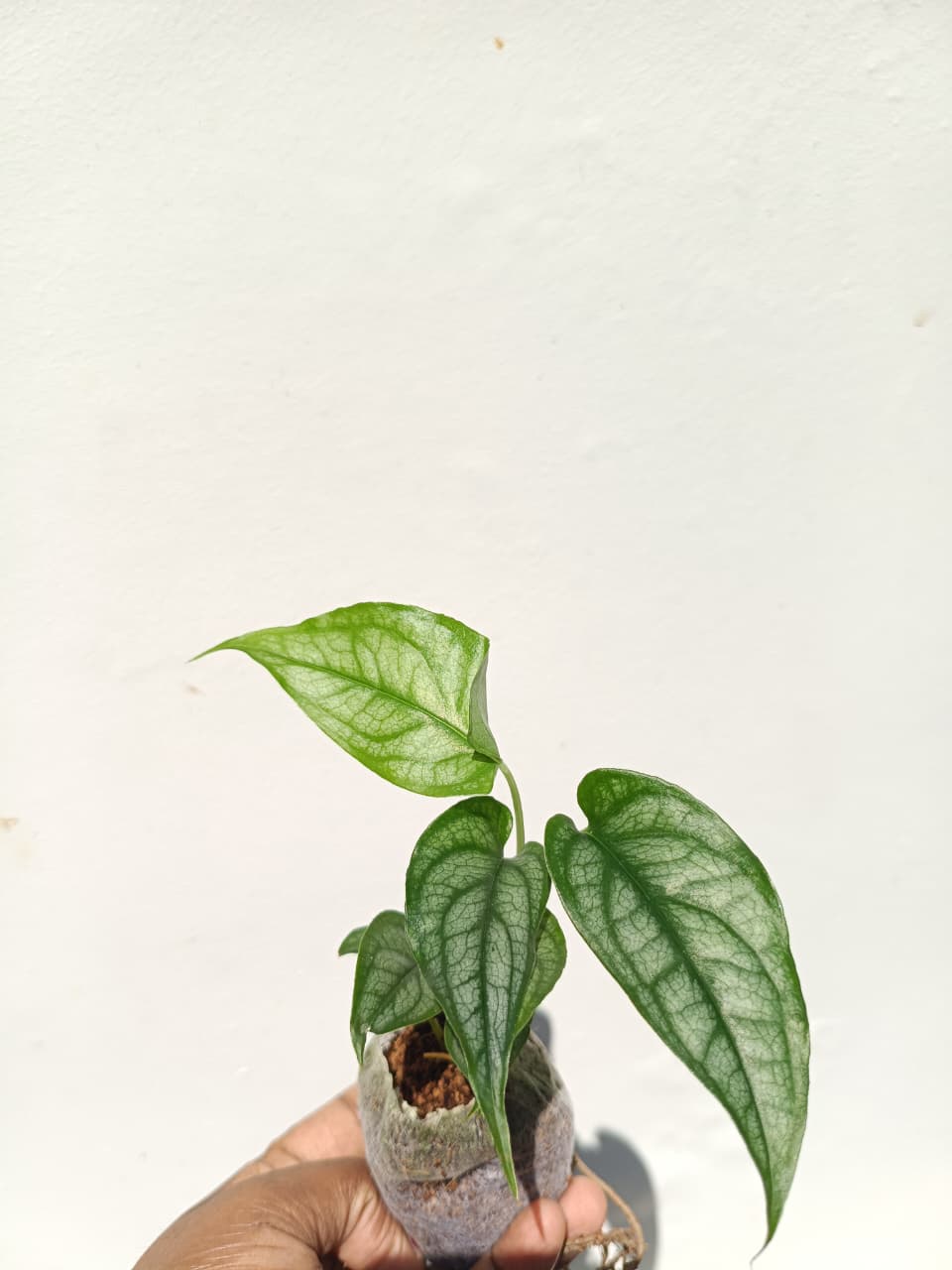 Monstera Siltepecana( Jiffy) - Image 4