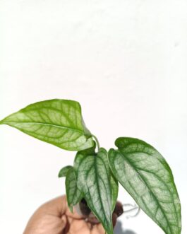 Monstera Siltepecana( Jiffy)