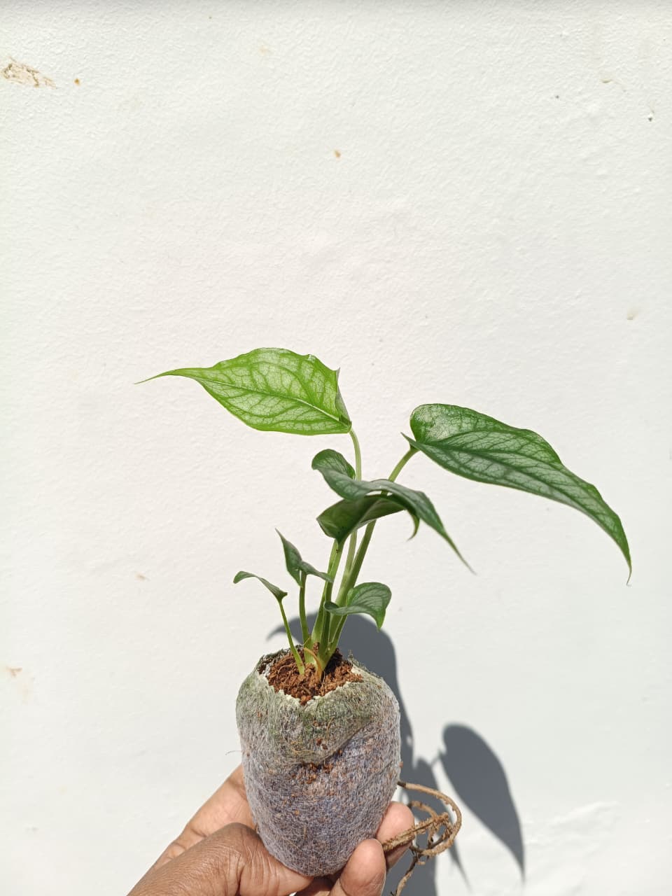 Monstera Siltepecana( Jiffy) - Image 3