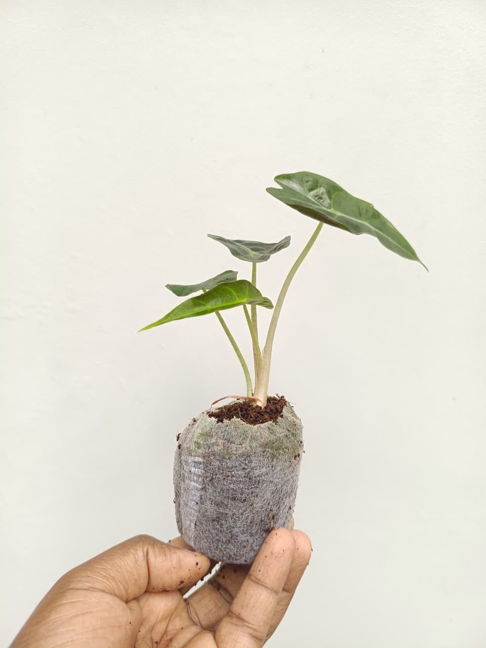 Alocasia Pink Dragon (jiffy) - Image 5