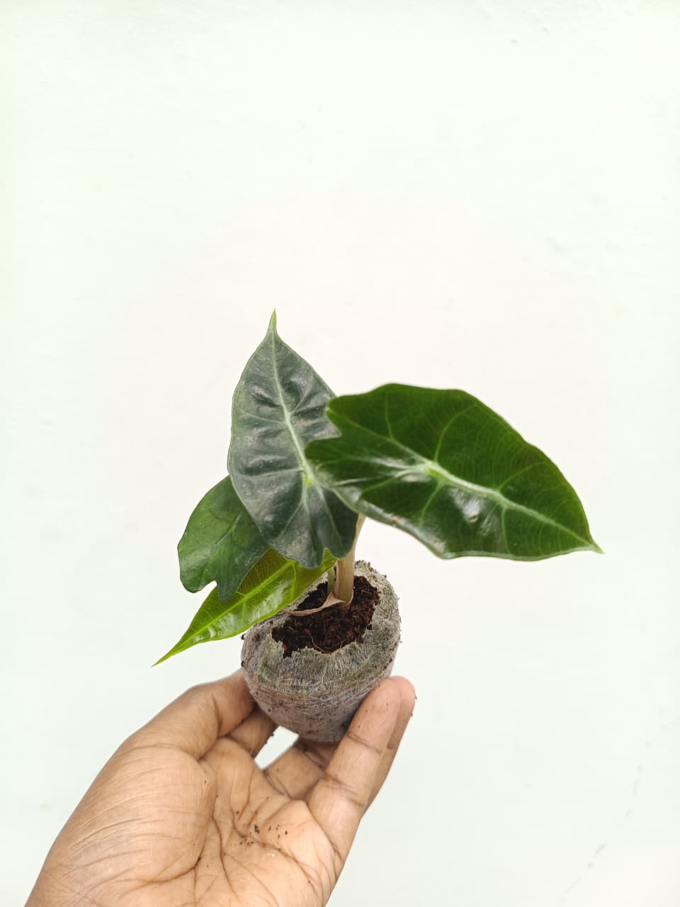 Alocasia Pink Dragon (jiffy) - Image 4