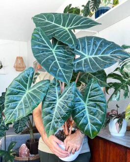 Alocasia Pink Dragon (jiffy)