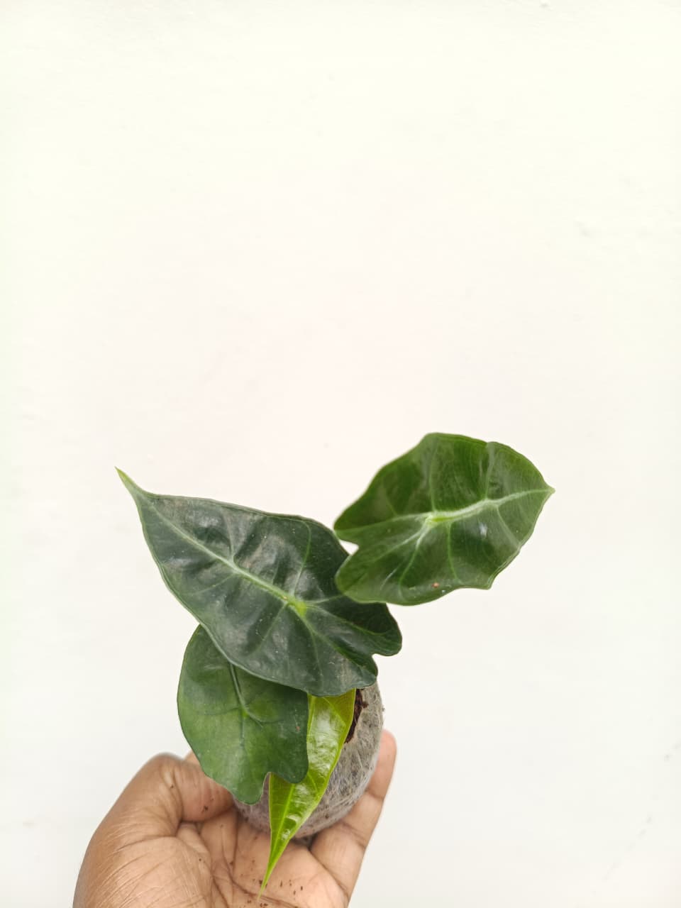 Alocasia Pink Dragon (jiffy) - Image 6