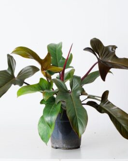 Philodendron Florida Bronze (jiffy)