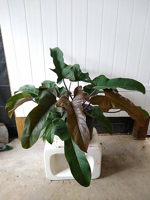 Philodendron Florida Bronze (jiffy) - Image 5