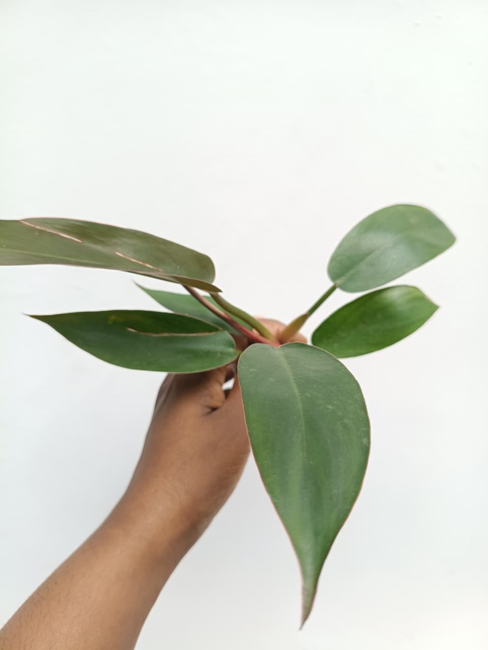 Philodendron Florida Bronze (jiffy) - Image 4