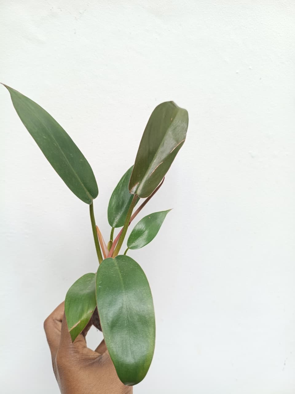 Philodendron Florida Bronze (jiffy) - Image 3