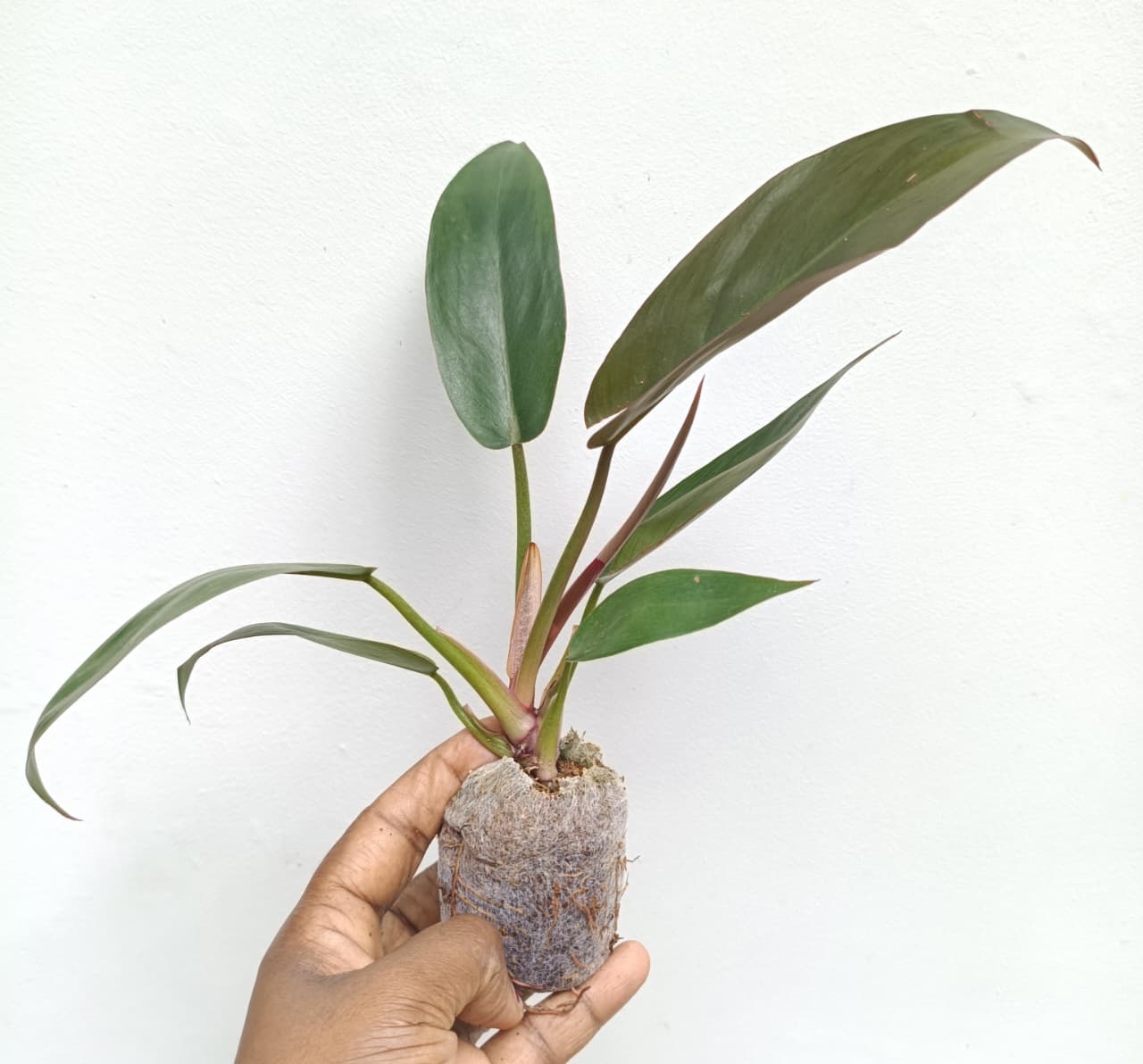 Philodendron Florida Bronze (jiffy) - Image 2