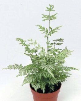 Silver Lace Fern (Jiffy Sized)