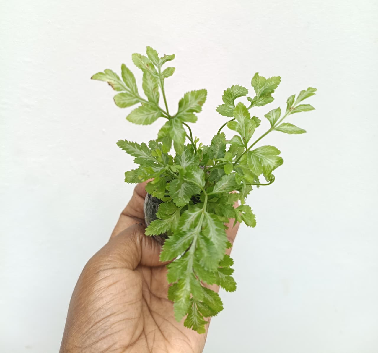 Silver Lace Fern (Jiffy Sized) - Image 2