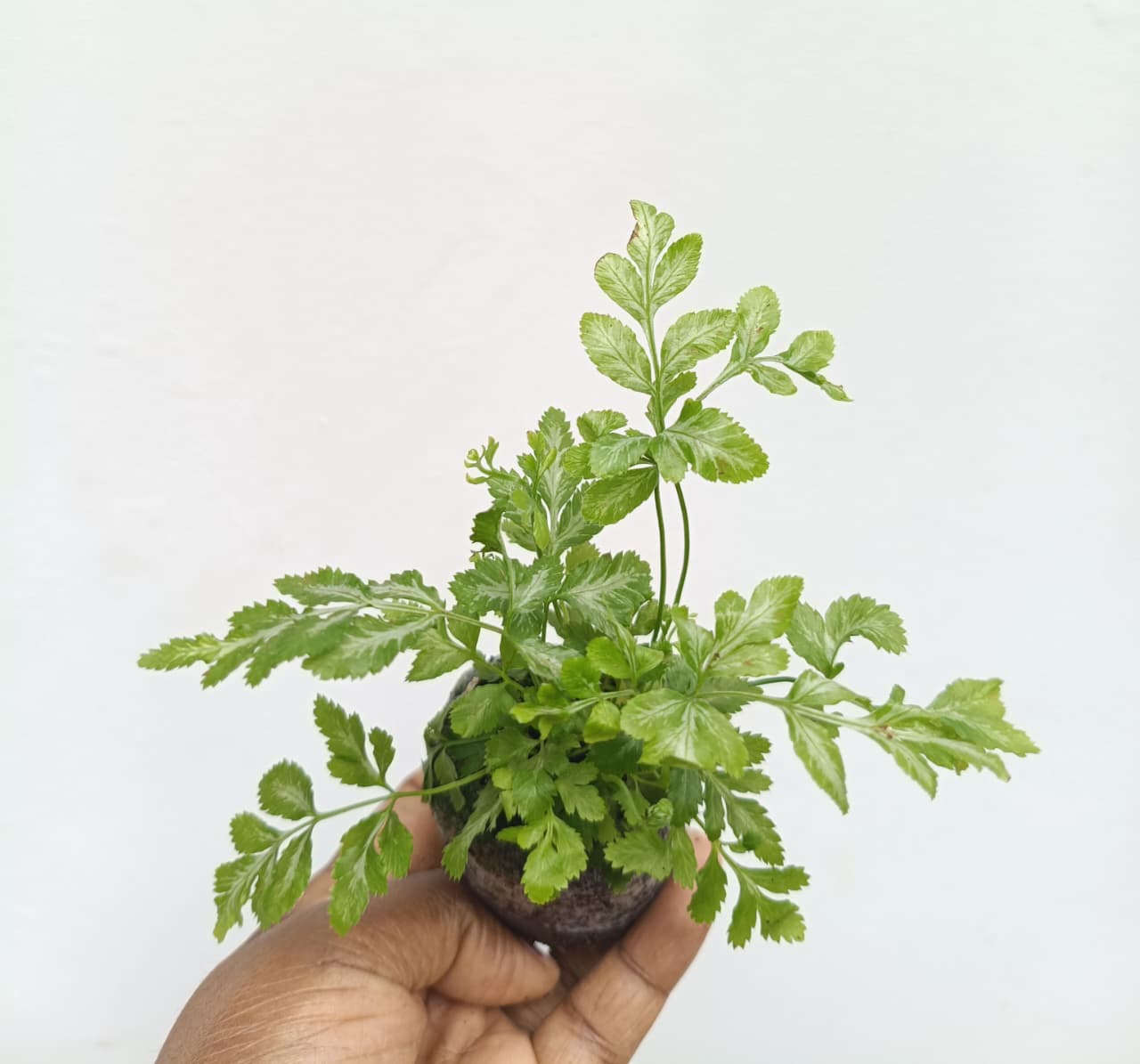 Silver Lace Fern (Jiffy Sized) - Image 3