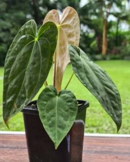 Anthurium Papillilaminum (jiffy)