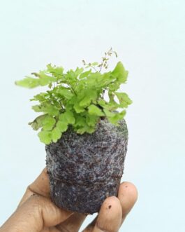 Adiantum Peacock fern/Peacock Maidenhair Fern (jiffy sized)