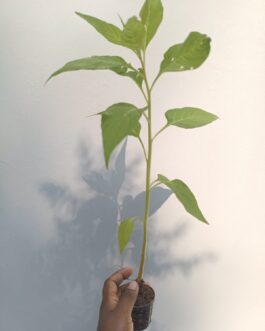 Celosia Dragon’s Breath (Single plant)