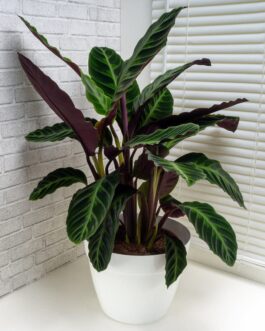 Calathea jungle velvet/ Calathea Warscewiczii(Single plant)