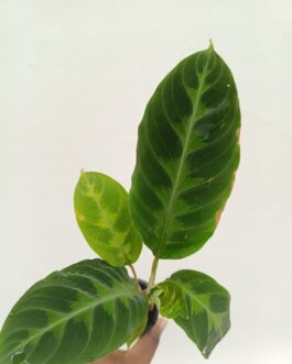 Calathea jungle velvet/ Calathea Warscewiczii(Single plant)