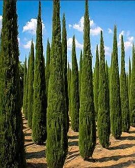 Pencil Pine/Cupressus Sempervirens