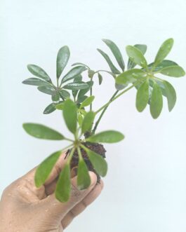 Schefflera Green Mini (small pot)