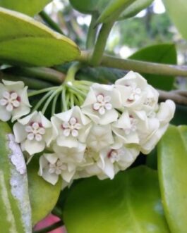 Hoya Australis (jiffy sized)