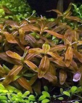 Low tech- carpeting plant – 20 stems of staurogen sp brown (20 stem pack)