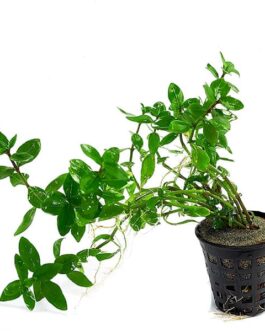 Low tech- carpeting plant – 20 stems of staurogen sp brown (20 stem pack)