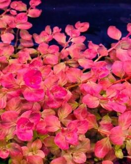 Ludwigia Ovalis Pink (6 stems)