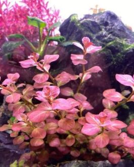 Ludwigia Ovalis Pink (6 stems)