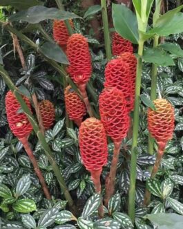 Shampoo ginger (single rhizome)