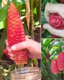 Shampoo ginger (single rhizome)