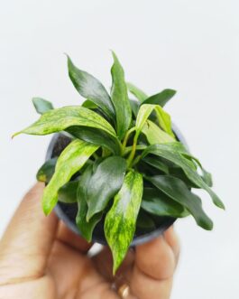 Varigated Anubias Dragon Claw (plant pot)