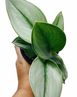 Pothos satin moonlight/ Scindapsus Treubii Moonlight pothos (single plant)