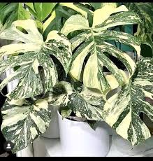 Monstera Thai Constellation (JIFFY)