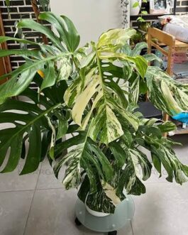 Monstera Thai Constellation (JIFFY)