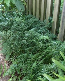 Leather Leaf Fern (JIFFY)