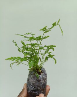 Leather Leaf Fern (JIFFY)