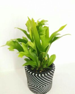 Green Flame Fern (JIFFY)