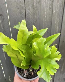 Green Flame Fern (JIFFY)